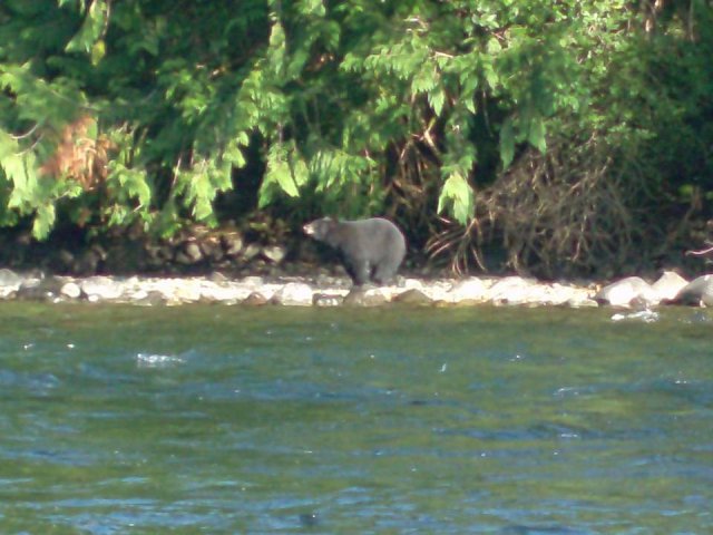 Fishin with the bears